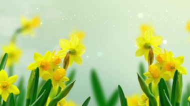 Mavi bokeh arka bahçesinde bahar nergis çiçekleri