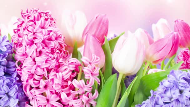 Banda Modrých Hyacinth Tulipánů Zavřít Třpytivé Pozadí Bokeh — Stock video