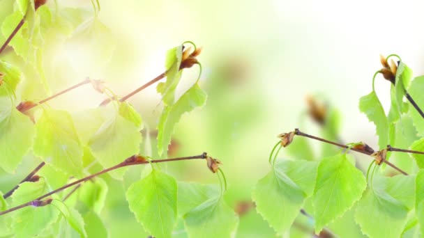 Сохранить Концепцию Зеленой Планеты Зелеными Листьями — стоковое видео