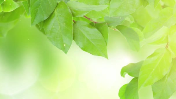 Green Planet Concept Green Leaves — Vídeo de stock