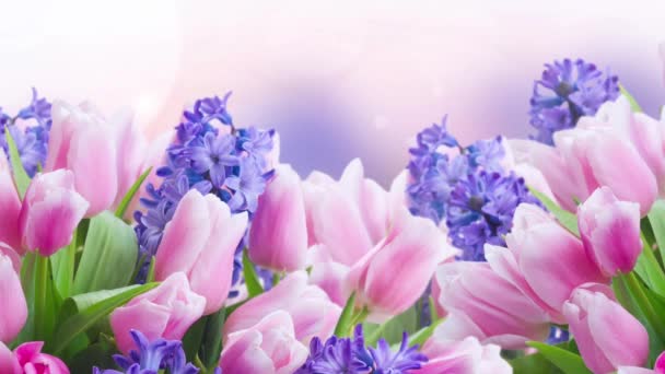 Tulipani Rosa Giacinti Blu Fiori Sfondo Giardino Bokeh — Video Stock