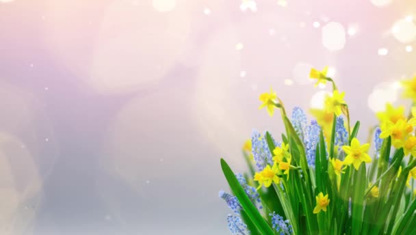 Frühling Narzisse Und Blauglocken Blumen Garten Auf Blauem Bokeh Hintergrund — Stockvideo