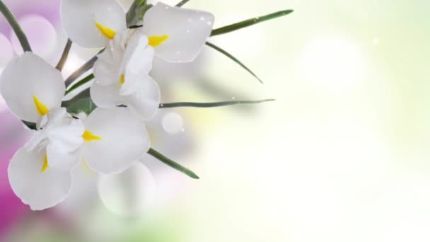 Fris Wit Irissen Bloemen Groene Bokeh Achtergrond — Stockvideo