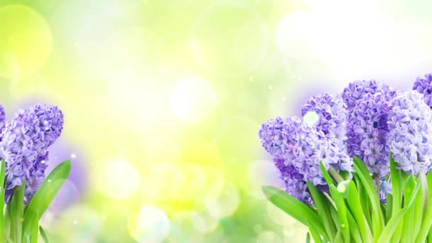 Fleurs Jacinthe Bleue Sur Fond Bokeh Vert — Video