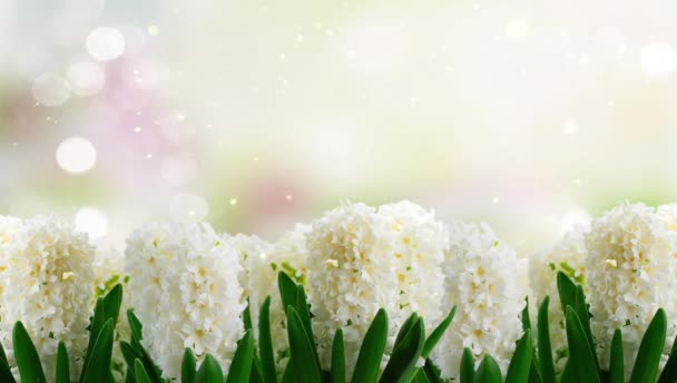 Bílá Hyacint Květiny Zahradě Bokeh Pozadí — Stock video