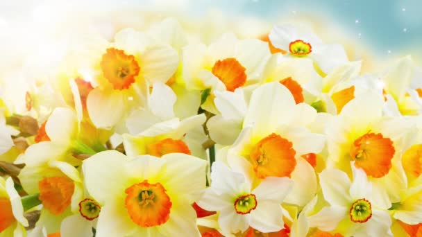 Frühling Narzissen Blumen Garten Auf Blauem Bokeh Hintergrund — Stockvideo