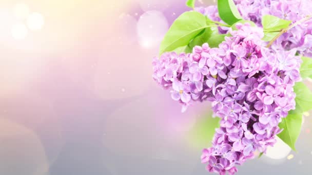 背景の緑のボケ味の薄紫色のブッシュ花ボーダー — ストック動画