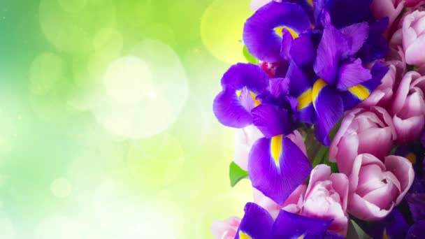 Iris Azul Fresco Flores Tulipanes Sobre Fondo Bokeh Verde — Vídeos de Stock