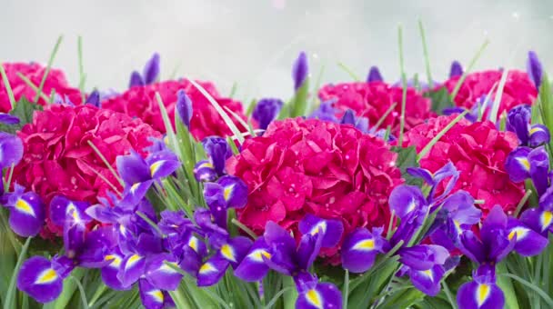 Fresh Blue Irises Hortensia Flowers Blue Bokeh Background — Stock Video
