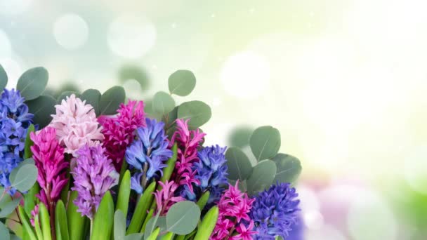 Bunch Blue Hyacinth Flowers Glittering Bokeh Background — Stock Video