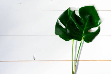 Yaz düz beyaz arka plan kopya alanı ile tropikal yapraklar ile sahne göklere