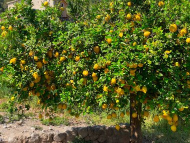 Meyve bahçesinde limon ağacı, Soller geleneksel meyve bahçeleri.