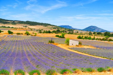 Yaz mevsiminde açan lavanta çiçekleri, Provence France