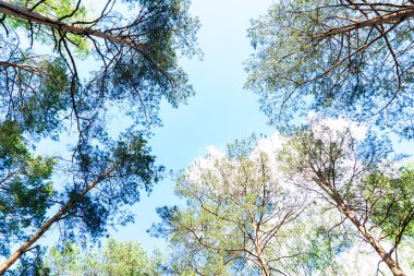 Bahar ormanı arka planı, ağaç tepeleri manzarası