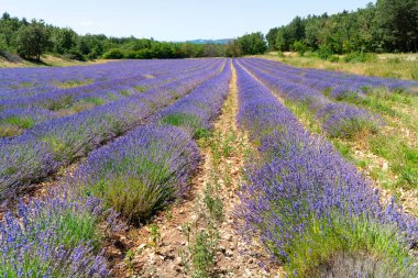 Yaz mevsiminde açan lavanta çiçekleri, Provence France