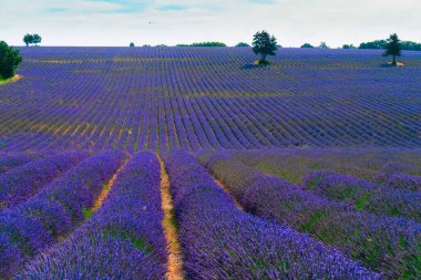 Lavanta çiçekleri yazın sıralanır, Provence France