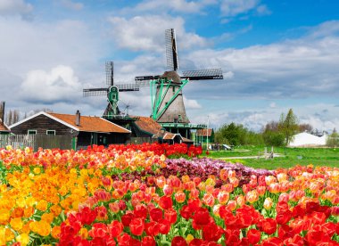 geleneksel Hollanda kırsal sahne Zaanse Schans'a Lale lane, Hollanda ile Bahar, yel