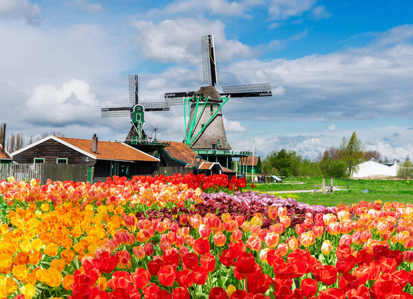 traditional Dutch rural scene with windmills of Zaanse Schans at spring with tulips lane, Netherlands