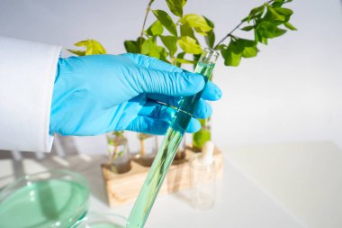 Bilim ve doğa konsepti. Araştırma tüpleriyle yeşil laboratuvar.