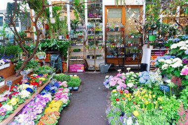 Paris çiçek pazarı Cite Adası, Paris Fransa 'da taze saksılar