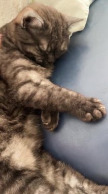 Gri tekir kedi yatakta uyuyor.