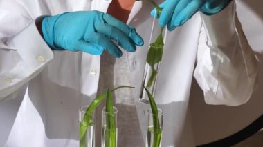 Bilim ve doğa konsepti, kadın araştırmacıların test tüplerini incelediği yeşil bir laboratuvar.