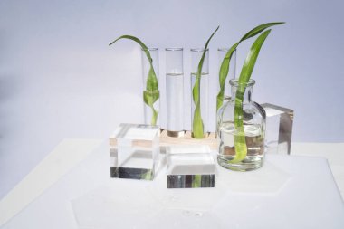 Bilim ve doğa konsepti, podyumlu yeşil laboratuvar arkaplanı, kopya alanı olan çerçeve