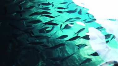 Huzurlu bir sualtı manzarası, parlak turkuaz sularda zarifçe yüzen bir balık sürüsünü gösteriyor..