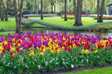 Renkli büyüyen kırmızı, sarı, kırmızı, mor laleler bahar resmi bahçesinde çiçek açtılar.