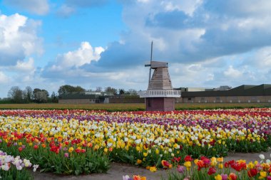 Lale çiçek alan içinde güneşli gün, Hollanda üzerinden bir Hollanda Yeldeğirmeni