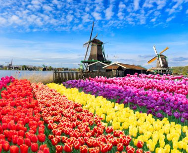 Lale çiçek alan içinde güneşli gün, Hollanda üzerinden bir Hollanda Yeldeğirmeni