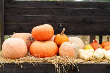 kabak arkaplanı, turuncu yuvarlak. Çiftlikteki balkabakları.
