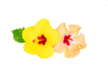 Beyaz arkaplanda izole edilmiş turuncu amber çiçekleri