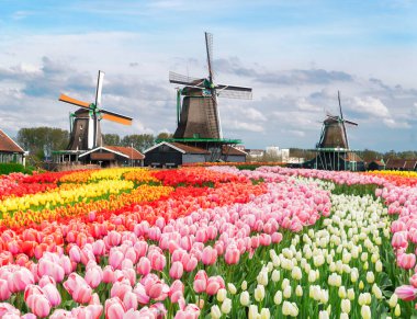 Hollanda 'nın geleneksel yel değirmeni Zaanse Schans yaz günbatımında su üzerinde, Hollanda