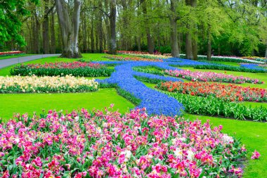 Bahçede çiçekli taze bahar çimenliği ve Hollanda 'da dereli yeşillik