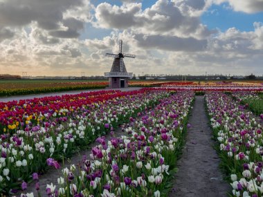 Lale çiçek alan içinde güneşli gün, Hollanda üzerinden bir Hollanda Yeldeğirmeni