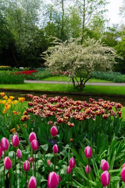 Hollanda 'da ağaç, çiçek ve yeşillik bahçesinde taze bahar çimenliği