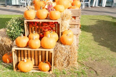 Balkabağı tarlası, farklı balkabaklarının taze hasadı sergilenen çiftlik.