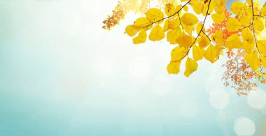 Vibrant yellow golden fall tree foliage background with pale blue sky clipart