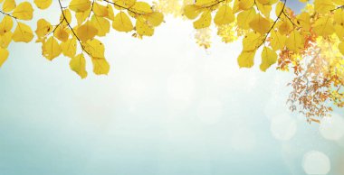 Vibrant yellow golden fall tree foliage background with pale blue sky clipart