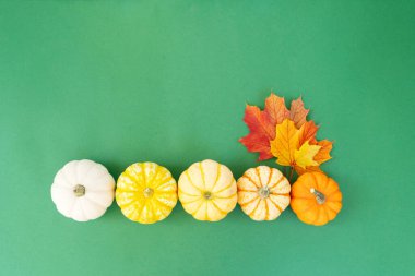 Cadılar Bayramı ya da bu tür kavramlar, parlak yeşil arka planda sonbahar lezyonları olan turuncu ve beyaz balkabakları dizisi