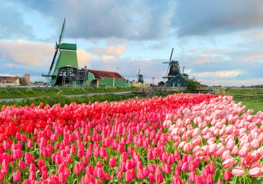 Lale çiçek alan içinde güneşli gün, Hollanda üzerinden bir Hollanda Yeldeğirmeni