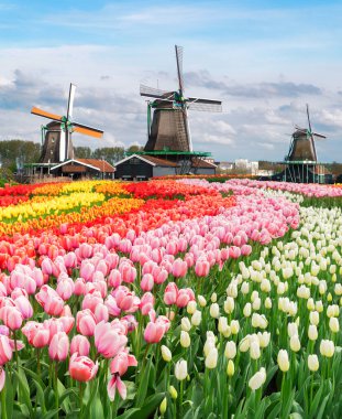 Hollanda 'nın geleneksel yel değirmeni Zaanse Schans yaz günbatımında su üzerinde, Hollanda