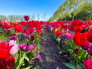 Ünlü Hollandalı çok renkli lale tarlası güneşli bir günde mavi gökyüzü ile birlikte.