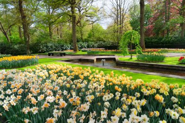 Hollanda, Hollanda 'daki Hollanda bahçesinde sarı nergisli çimenler