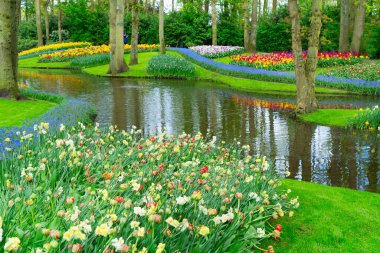 Bahçede çiçekli taze bahar çimenliği ve Hollanda 'da dereli yeşillik
