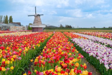 Lale çiçek alan içinde güneşli gün, Hollanda üzerinden bir Hollanda Yeldeğirmeni