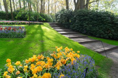 Bahçede çiçekli taze bahar çimenliği ve Hollanda 'da dereli yeşillik