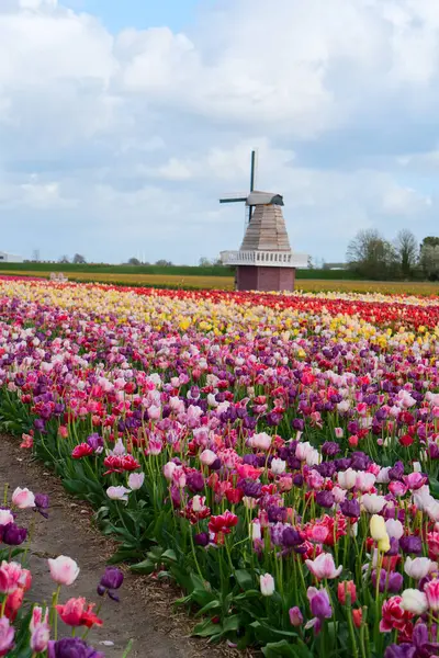 Lale çiçek alan içinde güneşli gün, Hollanda üzerinden bir Hollanda Yeldeğirmeni
