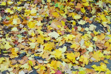 Vibrant golden yellow golden fall foliage background